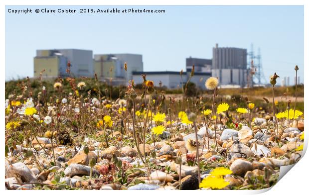 Wildflowers-Dungerness Power Station Print by Claire Colston