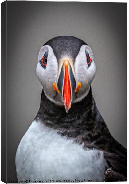 Portrait of a Puffin  Canvas Print by Inca Kala