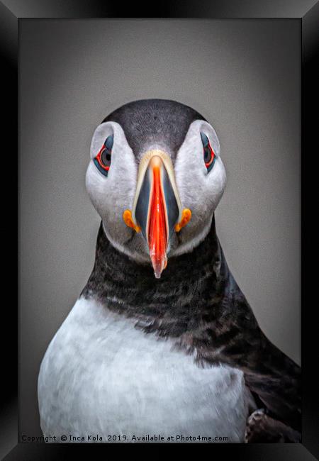 Portrait of a Puffin  Framed Print by Inca Kala