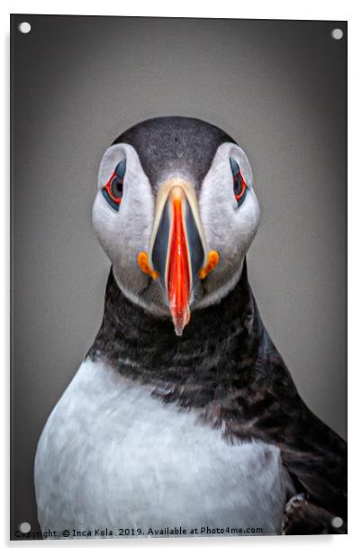 Portrait of a Puffin  Acrylic by Inca Kala