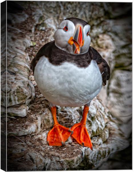 The Chatty Puffin Canvas Print by Inca Kala