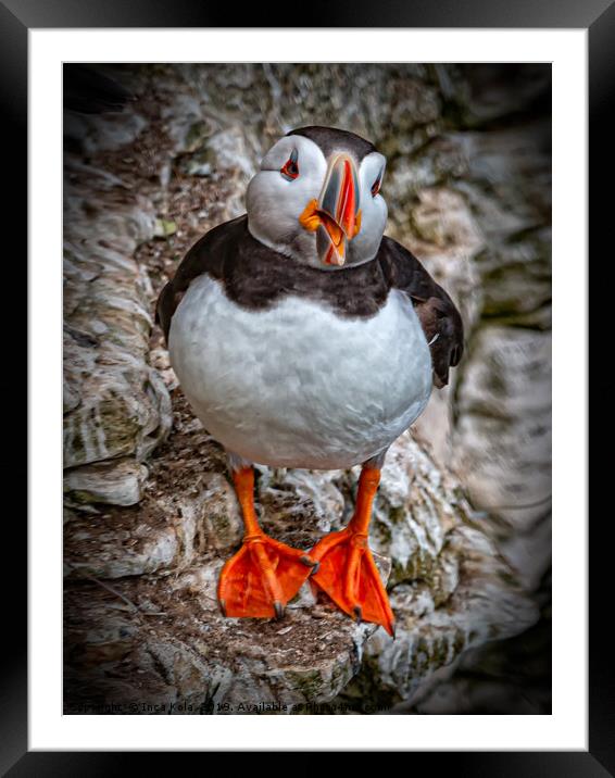 The Chatty Puffin Framed Mounted Print by Inca Kala