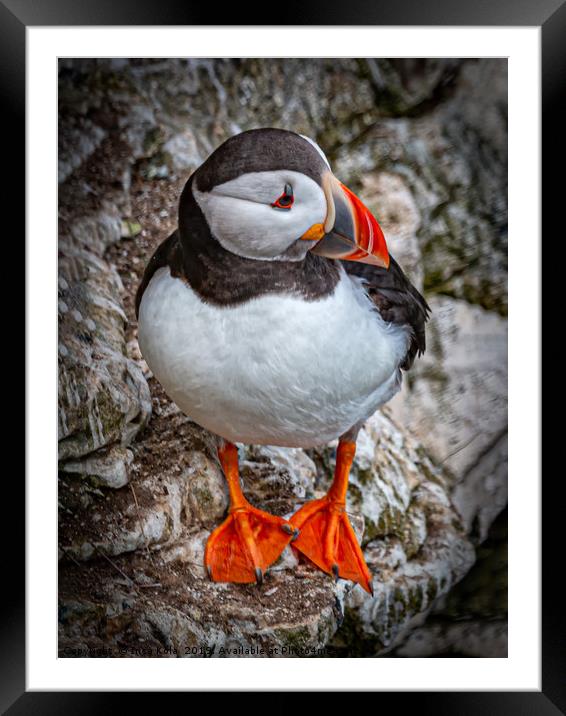 The Posing Puffin Framed Mounted Print by Inca Kala