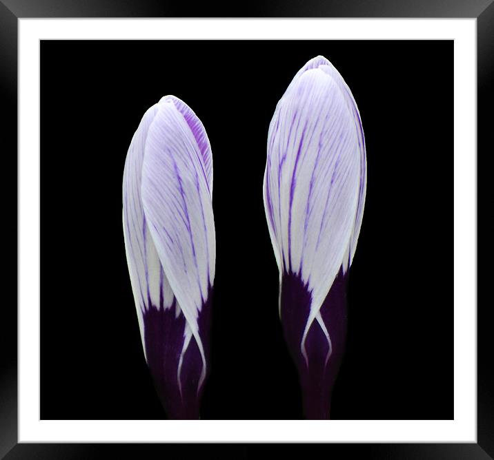 Crocus duo Framed Mounted Print by Donna Collett