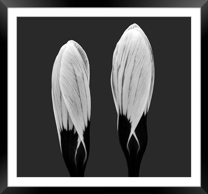 Crocus duo in B&W Framed Mounted Print by Donna Collett