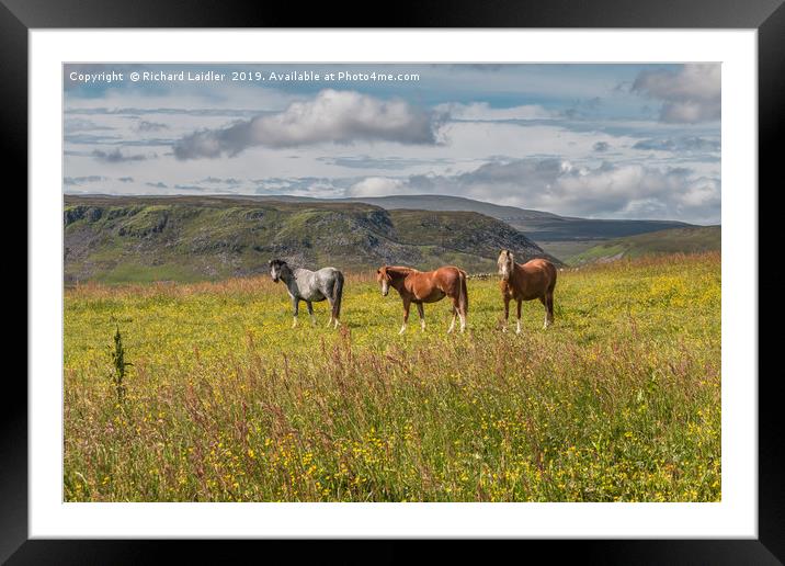 The Three Equine Amigos Framed Mounted Print by Richard Laidler