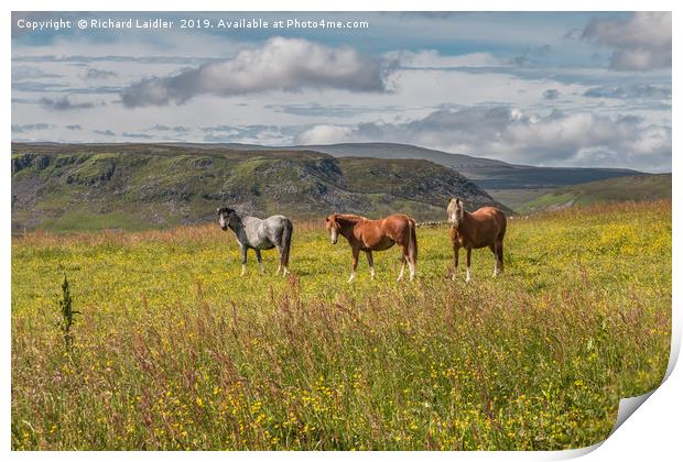 The Three Equine Amigos Print by Richard Laidler