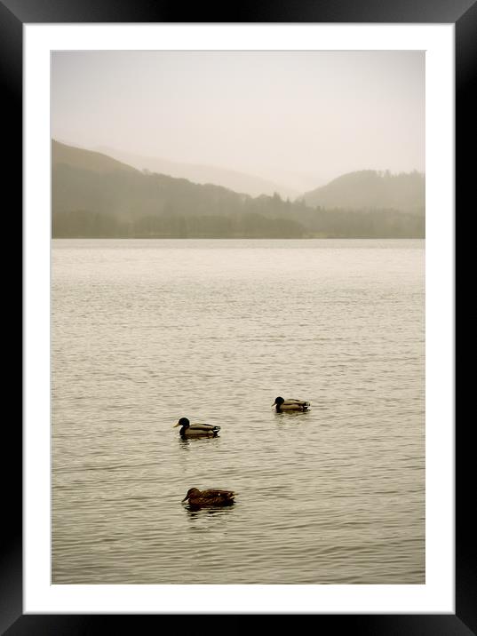 Three little ducks on Derwentwater Framed Mounted Print by graham young