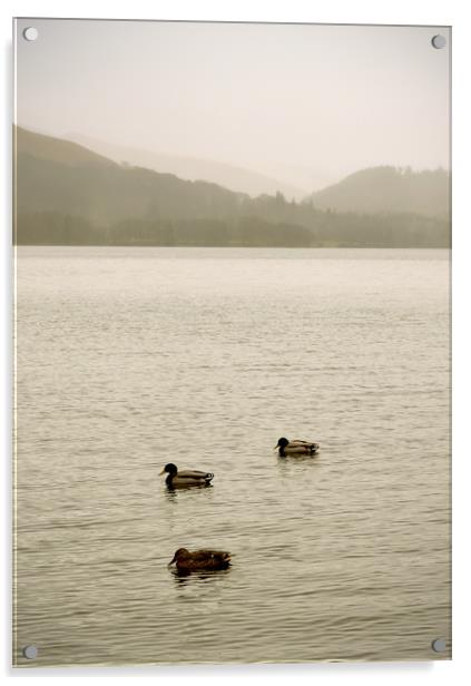 Three little ducks on Derwentwater Acrylic by graham young