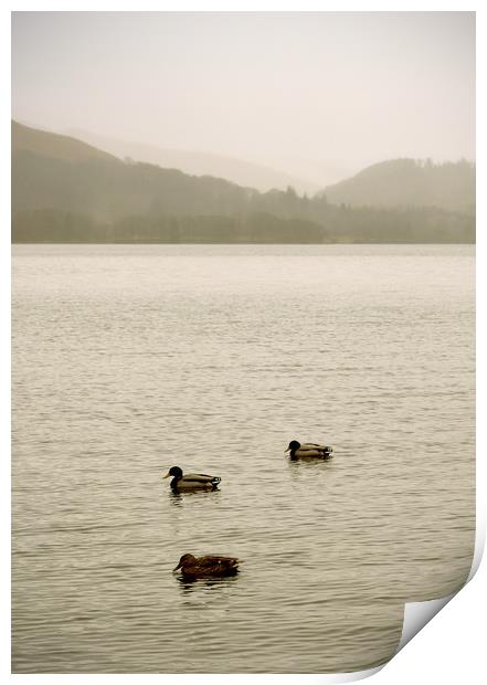Three little ducks on Derwentwater Print by graham young