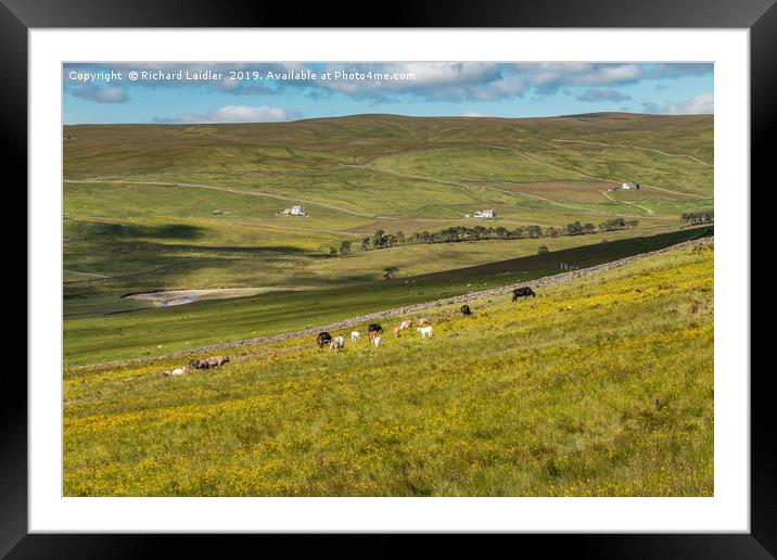 Cattle Grazing in Harwood, Upper Teesdale Framed Mounted Print by Richard Laidler