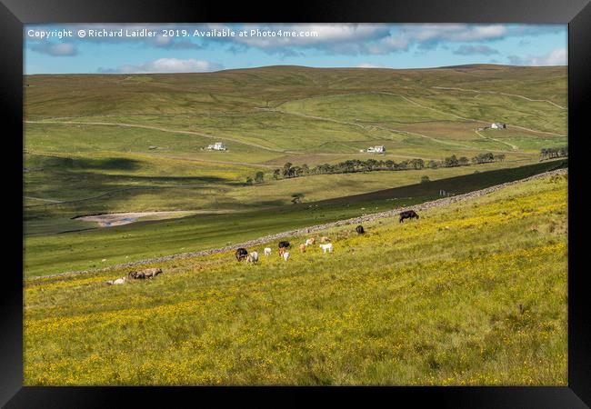 Cattle Grazing in Harwood, Upper Teesdale Framed Print by Richard Laidler