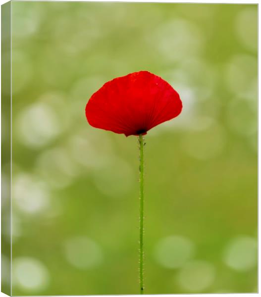 A solo Red Poppy Canvas Print by Leighton Collins