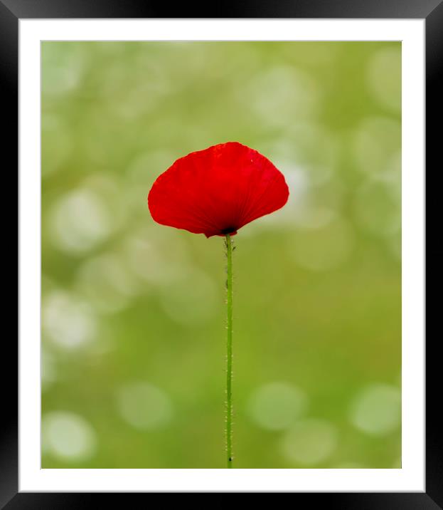 A solo Red Poppy Framed Mounted Print by Leighton Collins