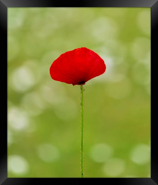 A solo Red Poppy Framed Print by Leighton Collins