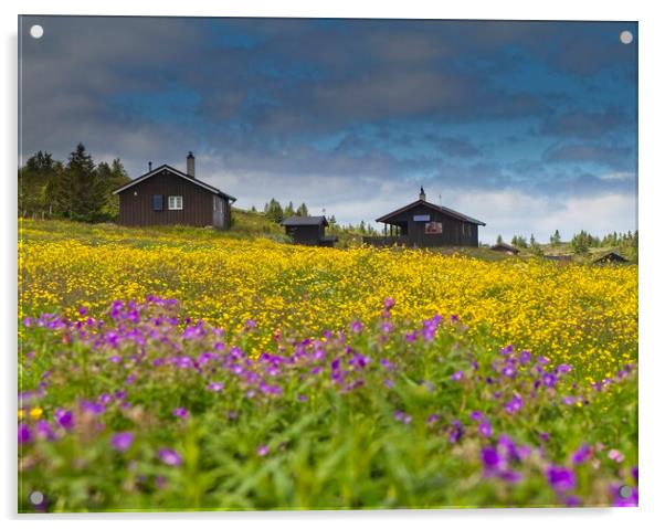 Field of flowers Acrylic by Hamperium Photography