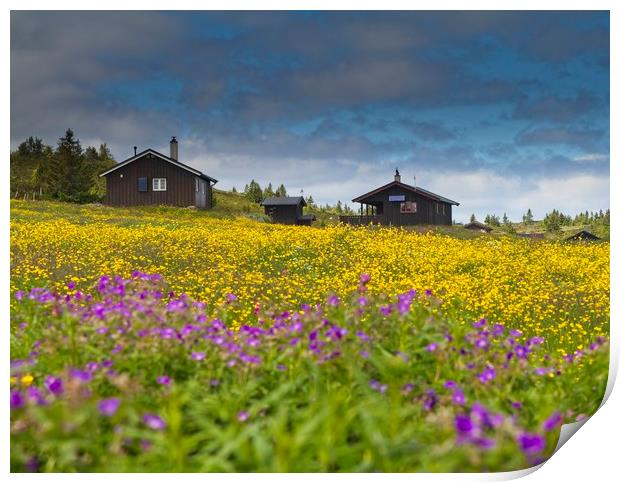 Field of flowers Print by Hamperium Photography