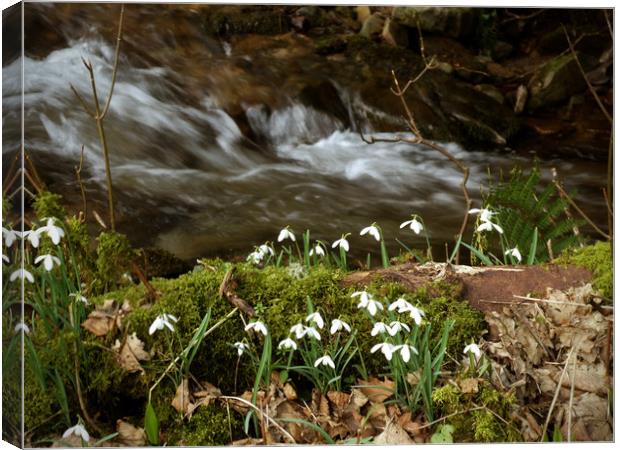 Snowdrops by a stream Canvas Print by graham young
