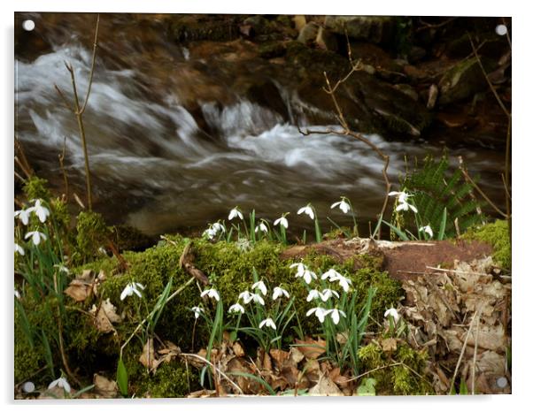 Snowdrops by a stream Acrylic by graham young
