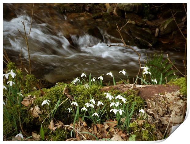 Snowdrops by a stream Print by graham young