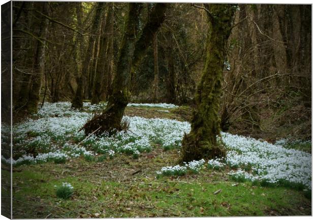 Snowdrop Valley Canvas Print by graham young