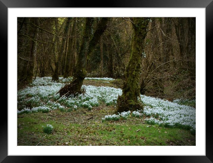 Snowdrop Valley Framed Mounted Print by graham young