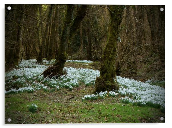 Snowdrop Valley Acrylic by graham young