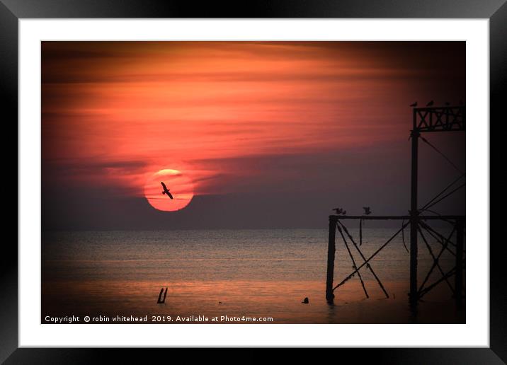 Seagull in the Sunset Framed Mounted Print by robin whitehead