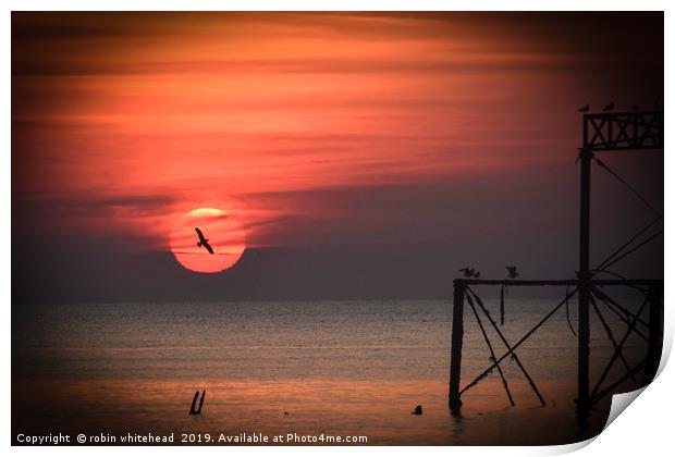 Seagull in the Sunset Print by robin whitehead