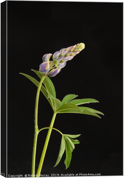 Growing lupin against black background Canvas Print by Robert Murray