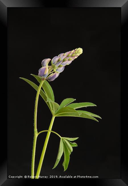 Growing lupin against black background Framed Print by Robert Murray