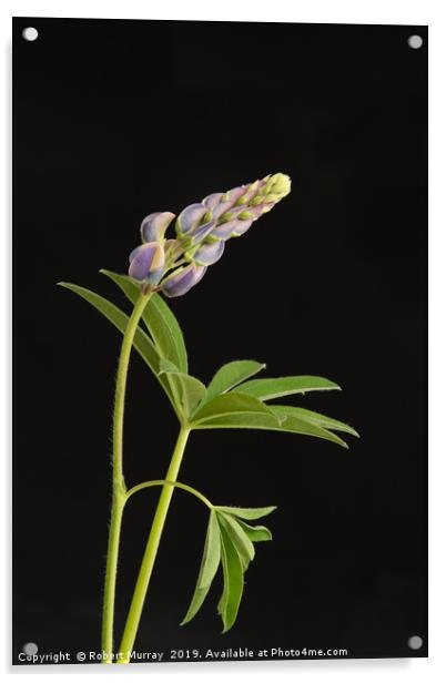 Growing lupin against black background Acrylic by Robert Murray