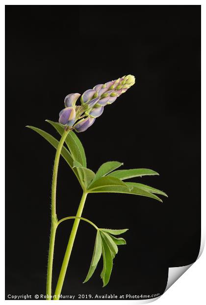 Growing lupin against black background Print by Robert Murray