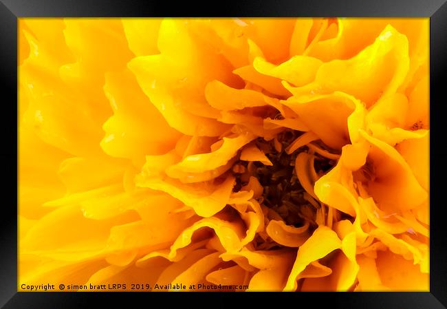 Macro coreopsis yellow flower head Framed Print by Simon Bratt LRPS