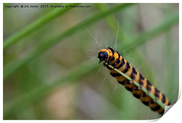 Cinnabar caterpillar on blade of grass. Print by Jim Jones