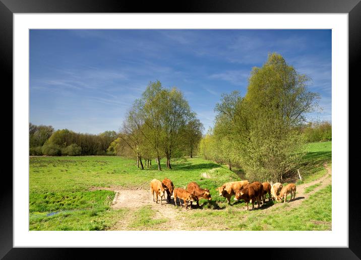 Cows in the Geleenbeek valley Framed Mounted Print by John Stuij