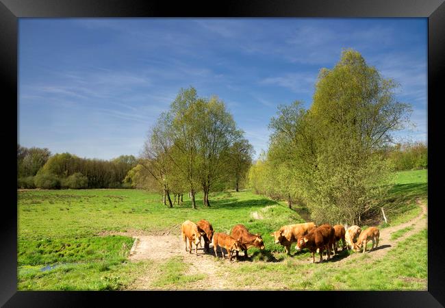 Cows in the Geleenbeek valley Framed Print by John Stuij