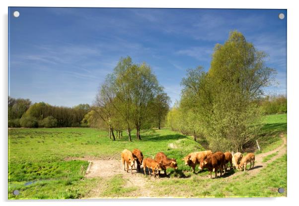 Cows in the Geleenbeek valley Acrylic by John Stuij