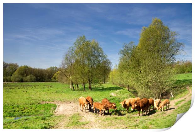 Cows in the Geleenbeek valley Print by John Stuij