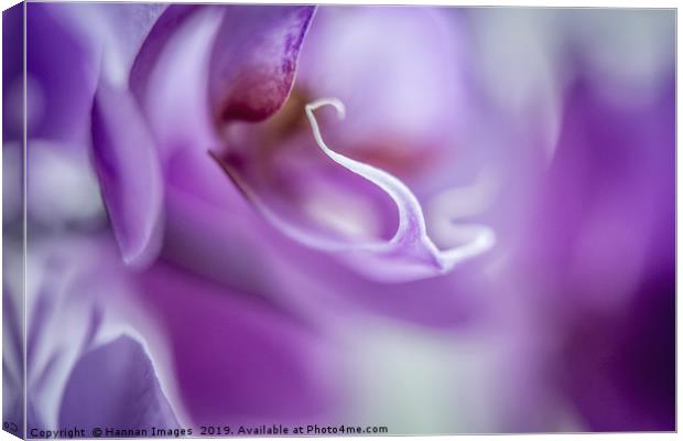 Macro abstract image of a purple Orchid with a haz Canvas Print by Hannan Images
