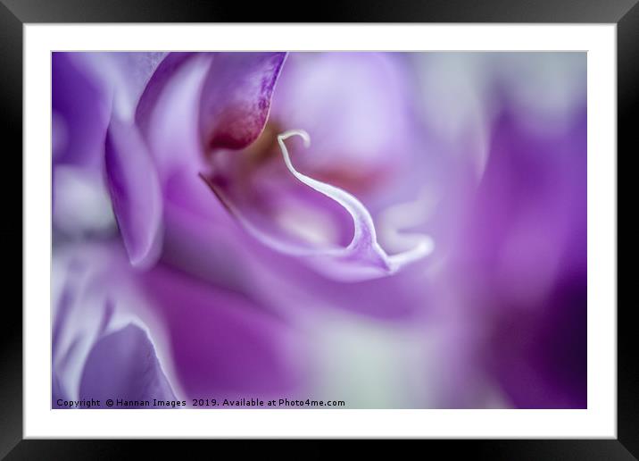 Macro abstract image of a purple Orchid with a haz Framed Mounted Print by Hannan Images