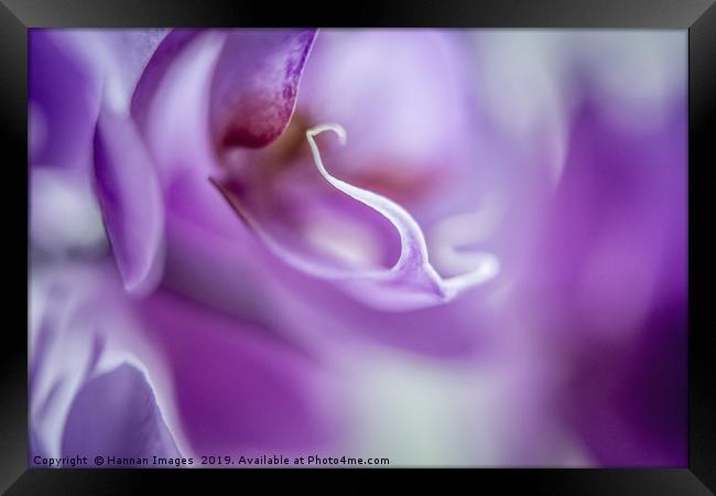 Macro abstract image of a purple Orchid with a haz Framed Print by Hannan Images