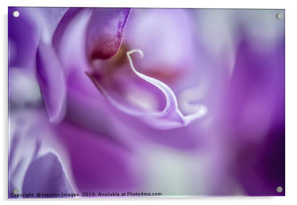 Macro abstract image of a purple Orchid with a haz Acrylic by Hannan Images