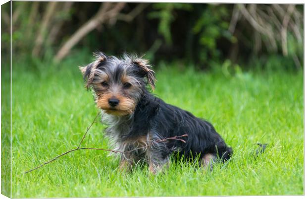 A Yorkshire Terrier puppy Canvas Print by Andrew Michael