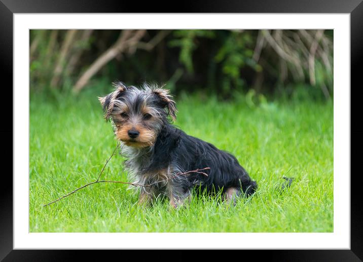 A Yorkshire Terrier puppy Framed Mounted Print by Andrew Michael