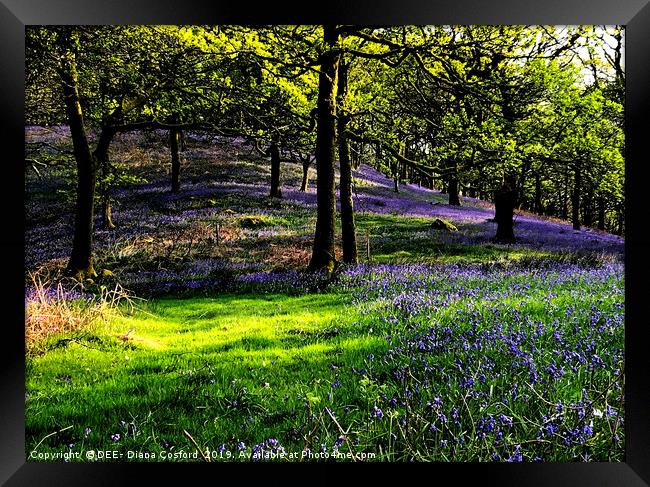 Bluebell Woods Cumbria, idyllic setting. Framed Print by DEE- Diana Cosford