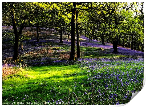 Bluebell Woods Cumbria, idyllic setting. Print by DEE- Diana Cosford