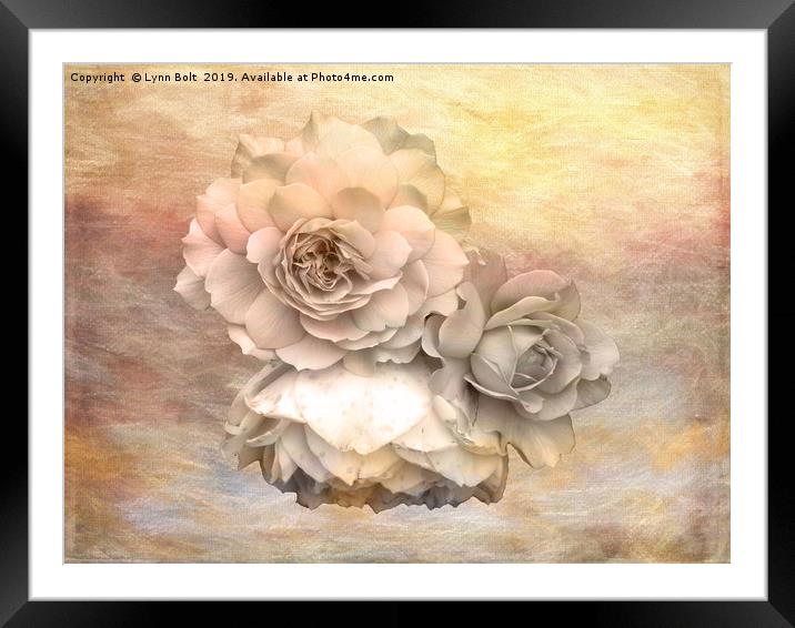 Roses Framed Mounted Print by Lynn Bolt