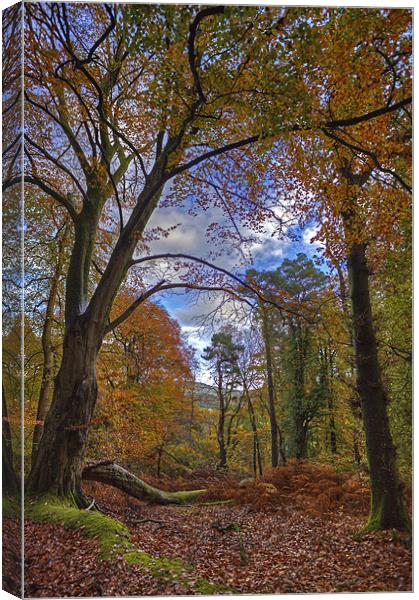 Autumn In The Woods Canvas Print by Mike Gorton