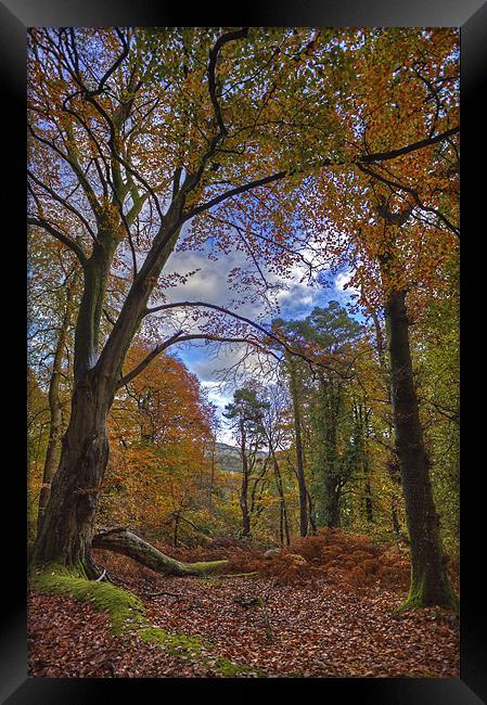 Autumn In The Woods Framed Print by Mike Gorton